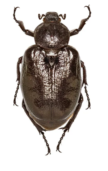Escarabajo Cuero Ruso Sobre Fondo Blanco Osmoderma Eremita Scopoli 1763 — Foto de Stock