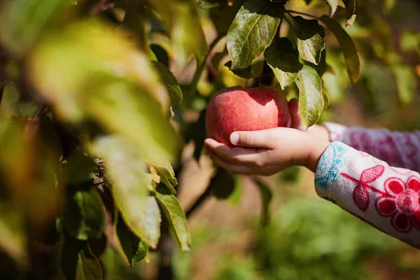 Adolescente chica arrancar las manzanas de la cosecha del árbol con especial polo cerca de la foto de verano —  Fotos de Stock