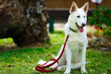 Büyük köpek. Büyük evsiz sokak beyaz köpek