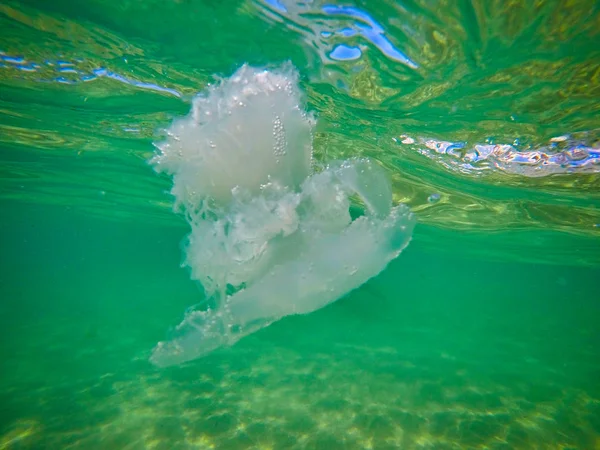 Foto subaquática de medusas brancas — Fotografia de Stock