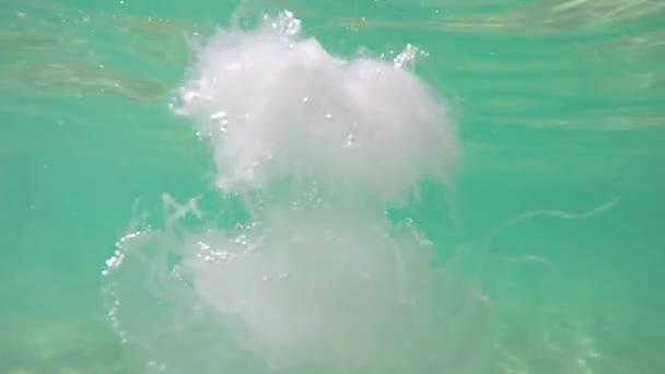 Zdjęcia podwodne meduzy, biały — Wideo stockowe