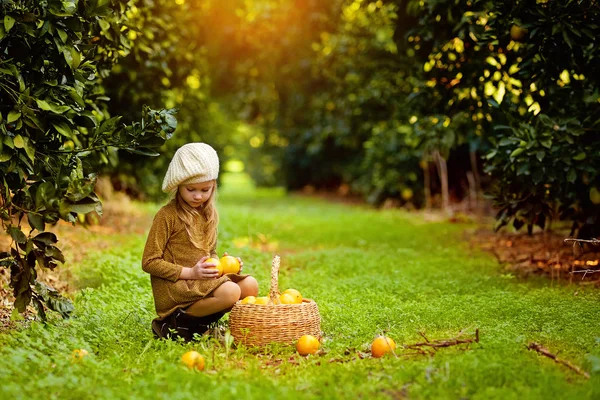 Jolie fille dans le jardin recueille des mandarines — Photo