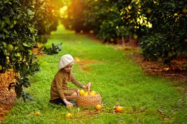Çekici kız portakal sepet içinde toplama