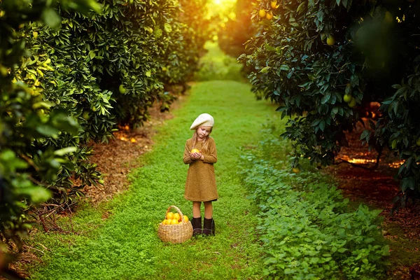 Söt flicka i trädgården samlar mandariner — Stockfoto