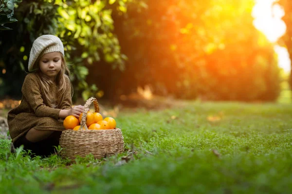 Okouzlující dívka sběr pomerančů v košíku — Stock fotografie