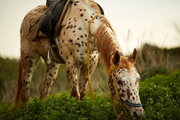 Caballo Blanco Appaloosa Encuentra Campo Verde — Foto de Stock