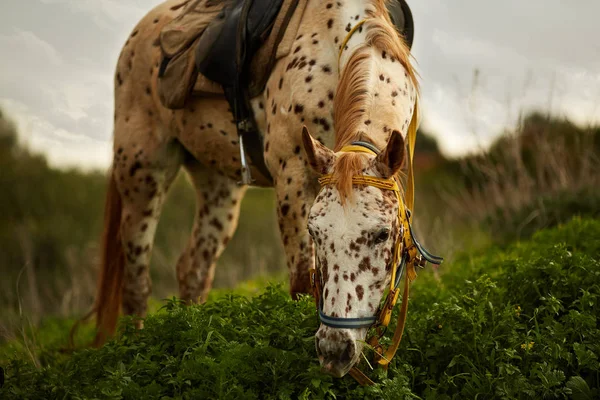 Cavallo maestoso che pascola sul prato verde — Foto Stock