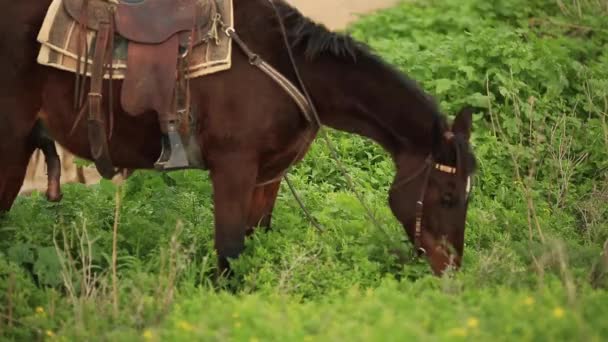 Caballo marrón comiendo hierba verde — Vídeos de Stock