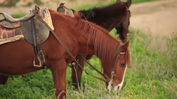Bruin paard slowmotion groen gras eten — Stockvideo
