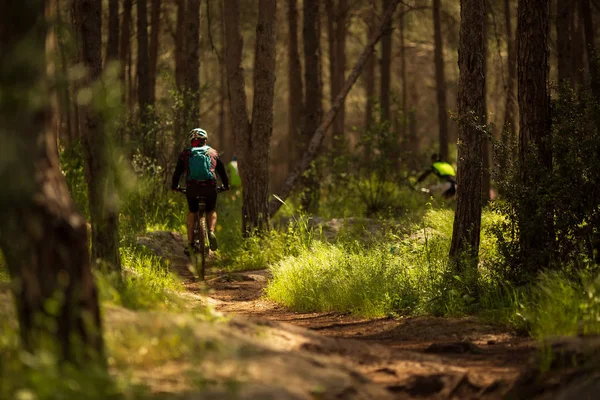 Ciclista Montar en bicicleta en el sendero en el hermoso bosque de pinos. Concepto de aventura y viajes —  Fotos de Stock