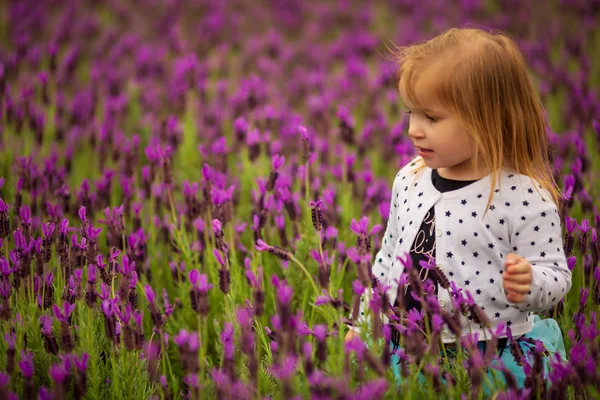 Маленька дівчинка в білому светрі, що йде через поле лаванди — стокове фото