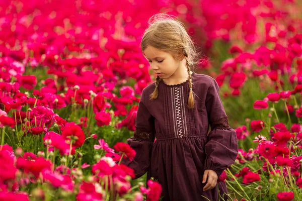 Ragazza cammina attraverso un campo di fiori di ranuncolo rosso — Foto Stock