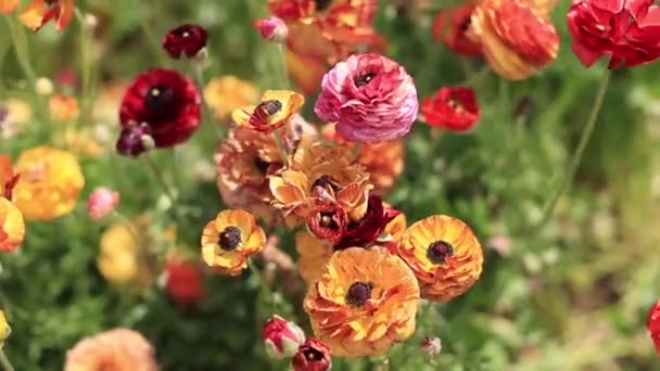 Метелик квітка в Ізраїлі квіти метелик, Галілея, Україна — стокове відео