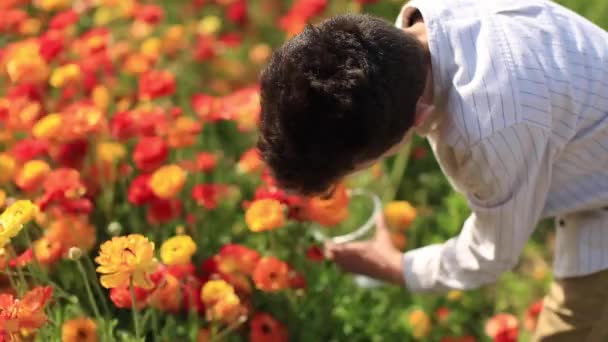 Niño cortes tocando naranja buttercup flor — Vídeo de stock