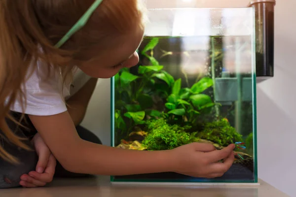 Petite fille mignonne regardant les poissons en nano aquarium — Photo