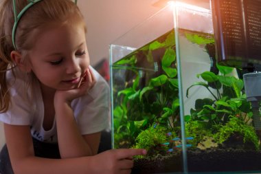 Girl admiring nano aquarium in his house at night clipart