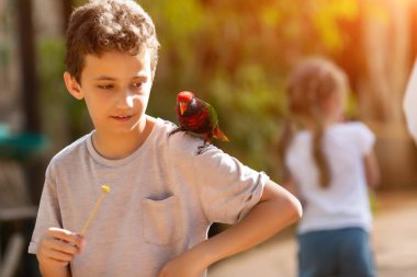 hayvanat bahçesinde genç çocuk beslenme ara papağan omzuna oturup