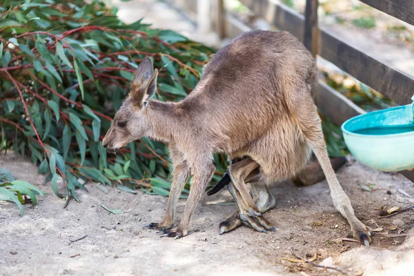 Mãe canguru com bebê joey na bolsa — Fotografia de Stock