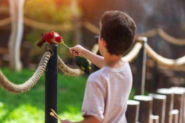 çocuk bir ağaç üzerinde oturan Lorikeet adlı çok renkli papağan Rainbow bir sopa üzerinde bir elma besler