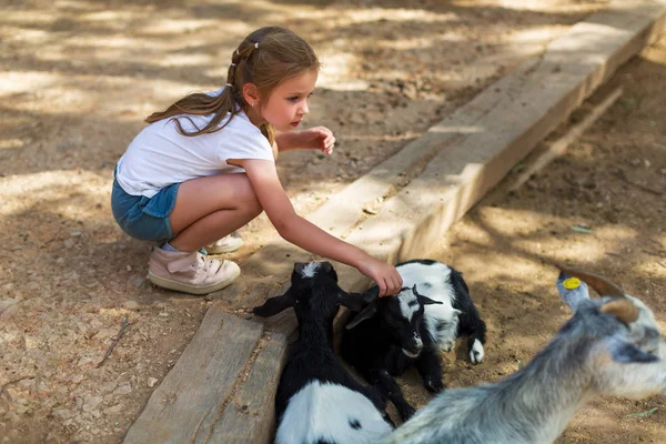 Adorável menina com cabras pequenas no zoológico — Fotografia de Stock