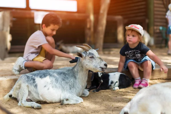 Niño y niña alimentando cabra en la granja —  Fotos de Stock