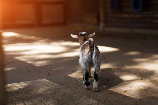 Pequena vista de cabra das nádegas na fazenda — Fotografia de Stock