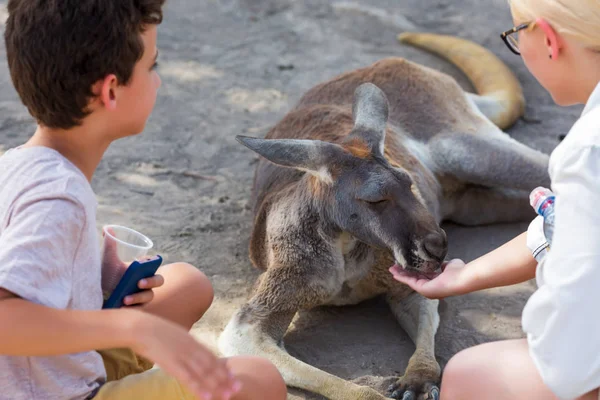 Los canguros que comen comida de los turistas entregan el gurú del Gan del Zoo Australiano en Kibbutz Nir David —  Fotos de Stock