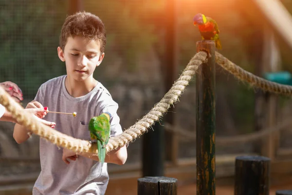 Niño pequeño alimentando loros en zoológico n Israel — Foto de Stock