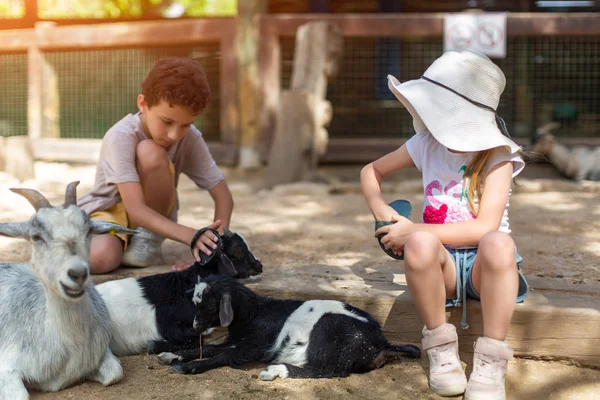 Маленький милый мальчик с сестрой, обнимающей козу на ферме козий сыр — стоковое фото