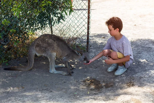 Pequeño niño sentado en el suelo y alimentando canguro australiano —  Fotos de Stock
