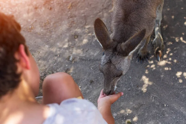 Pessoas interagindo com um canguru no zoológico israelense — Fotografia de Stock