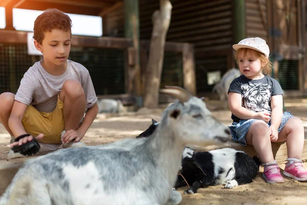 Duas crianças menino e menina cuidando de animais domésticos na fazenda — Fotografia de Stock