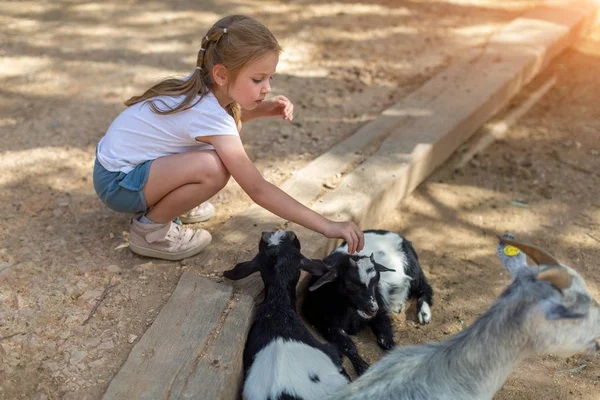 Девочка кормит скот в теплый солнечный день в зоопарке — стоковое фото