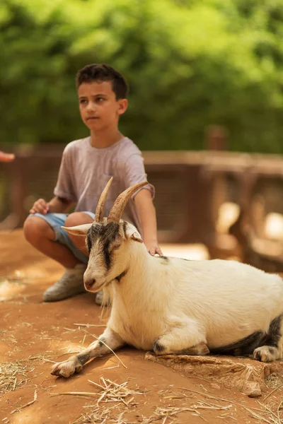 Menino acaricia uma cabra branca em um zoológico — Fotografia de Stock