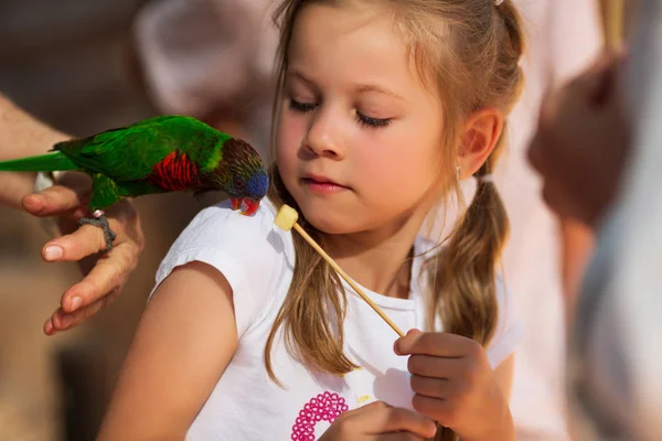 Niño pequeño, una niña de 5-6 años alimenta a un loro, Sensibilidad a la naturaleza —  Fotos de Stock