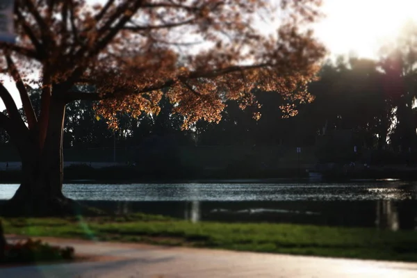 Autunno nel parco, erba verde e un albero solitario con foglie dorate sullo sfondo del lago — Foto Stock