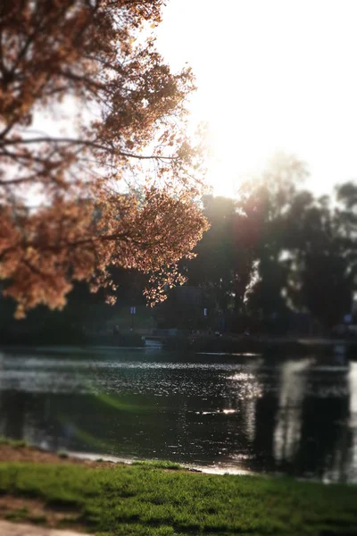 Pond in autumn, yellow leaves, reflection. autumn in the park — Stock Photo, Image