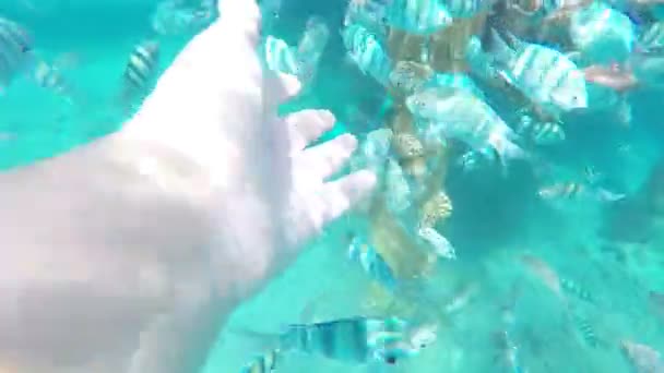 Snorkelers mano llegar hacia los peces, retrae la mano . — Vídeos de Stock