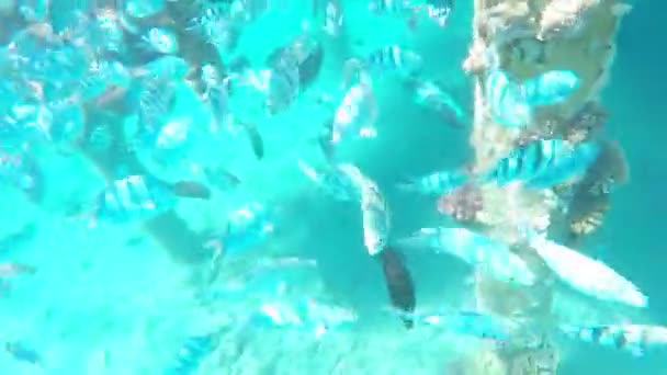 Hermoso deporte acuático, buceador alimentación de peces y descubrir la fauna submarina — Vídeo de stock