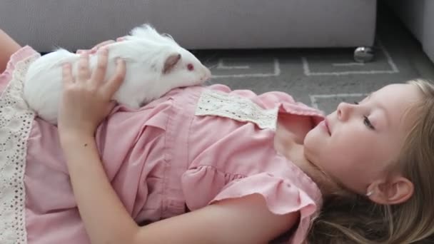 Маленька дівчинка обережно тримає велику волохату морську свинку в руках — стокове відео