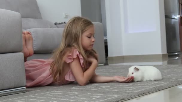 Niña juega con un conejillo de indias blanco en el suelo en casa — Vídeo de stock