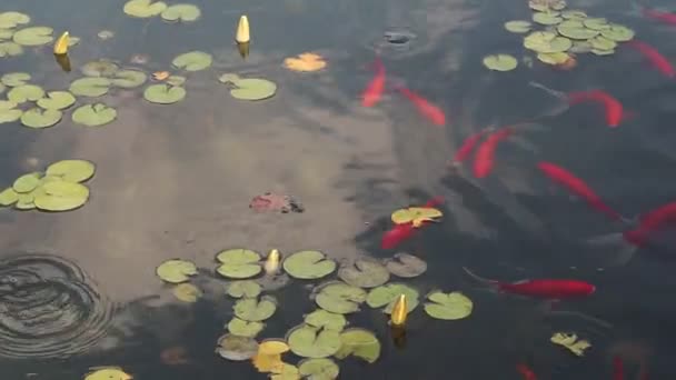 Molte carpe fantasia nuotare nello stagno, vista dall'alto . — Video Stock