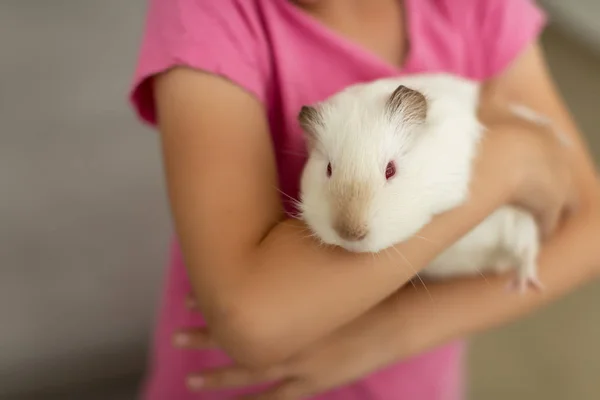 Ładny biały szczur w ręce żywy mała dziewczynka — Zdjęcie stockowe