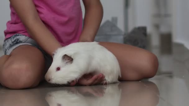 Menina bonito feliz com olhos azuis sem um único dente de leite brinca com um porco branco da Guiné — Vídeo de Stock