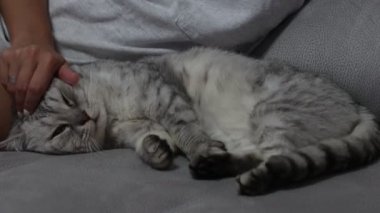 Adam elini bir kediyi okşuyor. Metresi evde bir devan üzerinde oturan genç bir İngiliz kedi okşur