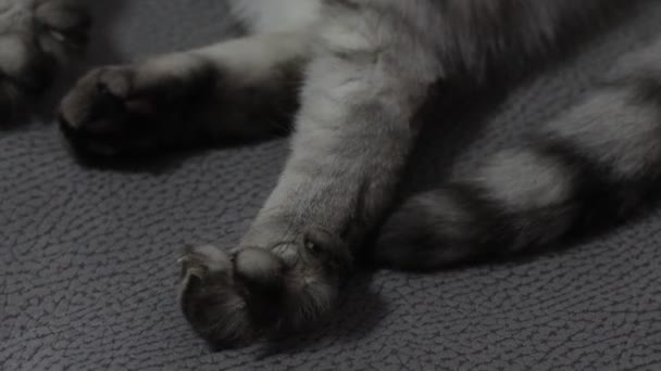 Close-up cats paw and tail british cat — Stock Video