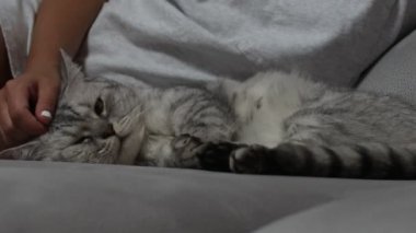 Elleri gri yetişkin kedi okşayarak kadın. Hayvanlar için sevgi kavramı