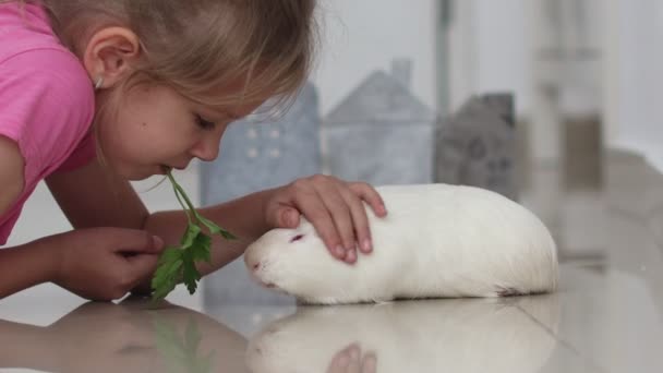 Menina bonito sem leite dente brinca com um rato doméstico em um fundo borrado em casa — Vídeo de Stock