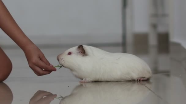 Dziewczyna karmi świnkę, zwierzę kłamstwa i zjada jeden gałązka pietruszki 4K — Wideo stockowe