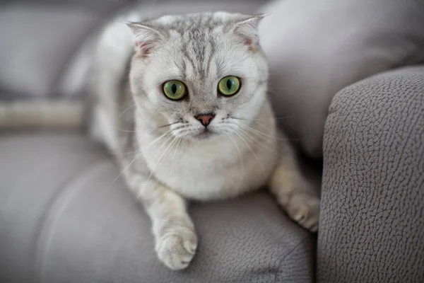 Retrato de um gato escocês em um sofá cinza claro — Fotografia de Stock